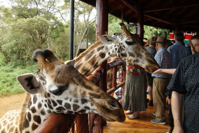 🦒 GIRAFFE CENTER, SHELDRICK ELEPHANT ORPHANAGE & NAIROBI NATIONAL MUSEUM TOUR.