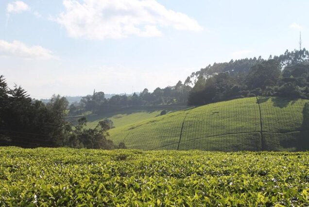 🍃 KIAMBETHU TEA FARM TOUR – FULL DAY (FROM NAIROBI)
