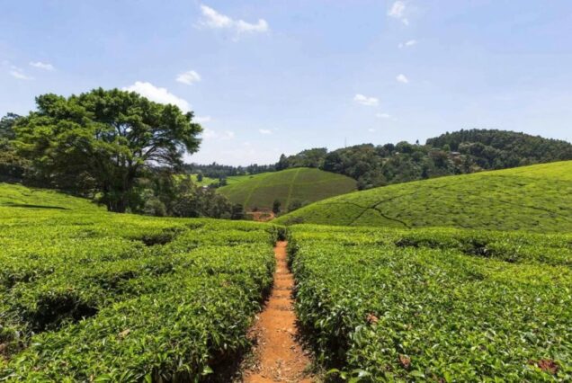 FAIRVIEW COFFEE FARM TOUR – FULL DAY (FROM NAIROBI)