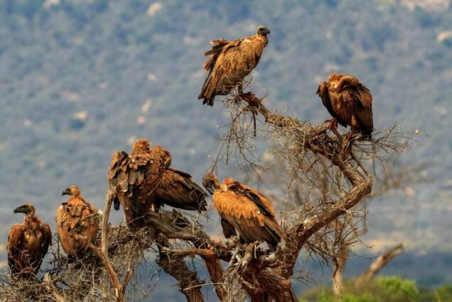 7 DAYS/6 NIGHTS, OF MASAI MARA, LAKE NAKURU, AMBOSELI, TSAVO EAST, MOMBASA SAFARI.