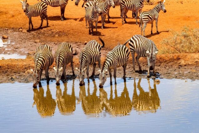 4 DAYS TSAVO EAST, AMBOSELI SAFARI.