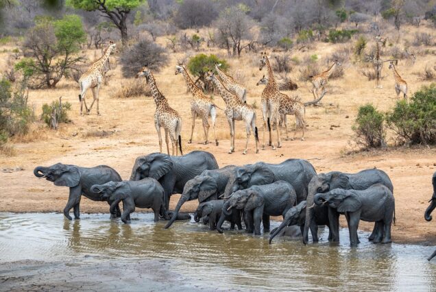 NAIROBI NATIONAL PARK • DAVID SHELDRICK ORPHANAGE • GIRAFFE CENTRE TOUR.