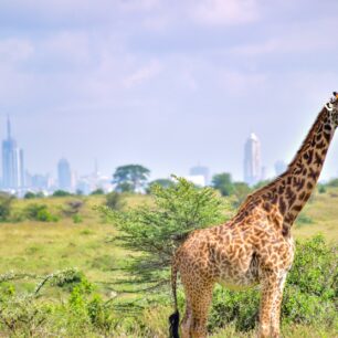 Nairobi to Mombasa Mara Safaris