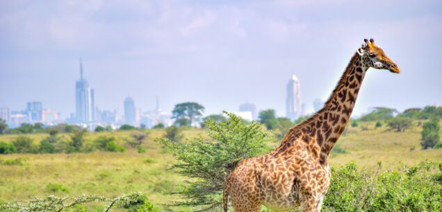 Nairobi to Mombasa Mara Safaris