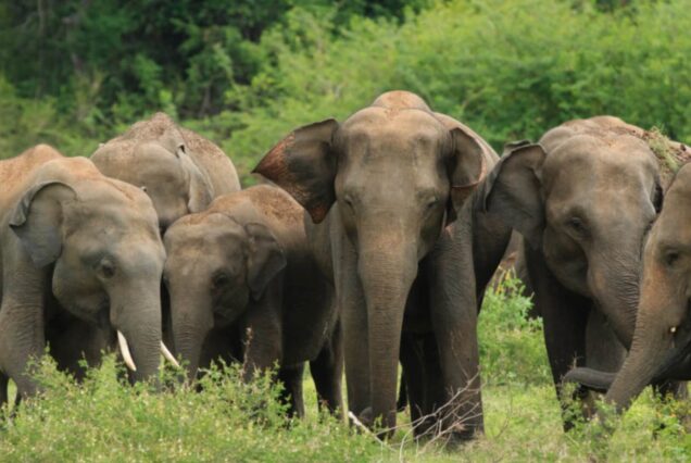5 DAYS 4 NIGHTS NAIROBI | TSAVO WEST | AMBOSELI | BIG FIVE SAFARI.