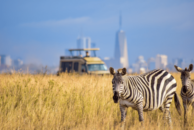 🦁 NAIROBI NATIONAL PARK HALF DAY TOUR.