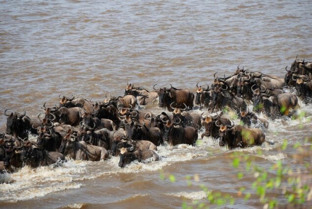 7 Days 6 Nights Wildebeest Migration Safari
