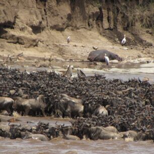 Wildbeast Migration Safaris