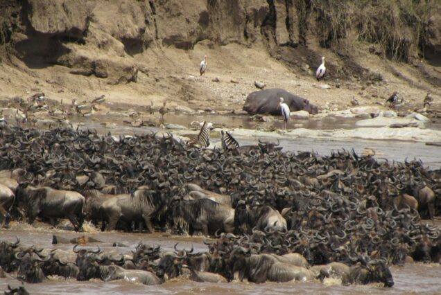 8 DAYS,7 NIGHTS OF WILDEBEEST MIGRATION SAFARI.