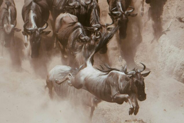 9 DAYS 8 NIGHTS WILDEBEEST MIGRATION SAFARI.