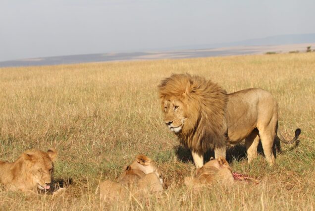 8 DAYS/7 NIGHTS OF NAIROBI, MAASAI MARA, LAKE NAKURU, AMBOSELI, TSAVO EAST/WEST SAFARI.