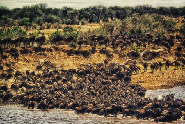 5 Days 4 Nights Masai Mara Wildebeest Migration Safari