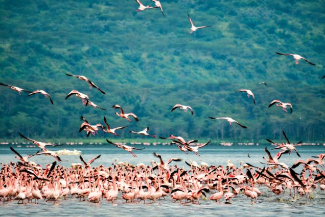 8 DAYS/7 NIGHTS NAIROBI | ABERDARE’S | SAMBURU | SWEETWATER | LAKE NAKURU | MASAI MARA | NAIROBI SAFARI.