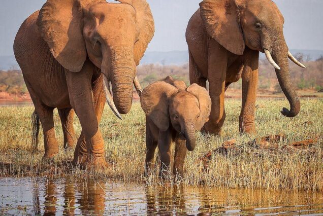 DAVID SHELDRICK WILDLIFE TRUST 7 NIGHTS 8 DAYS NAIROBI | TSAVO EAST ITHUMBA | TSAVO WEST | AMBOSELI | NAIROBI BIG FIVE SAFARI.