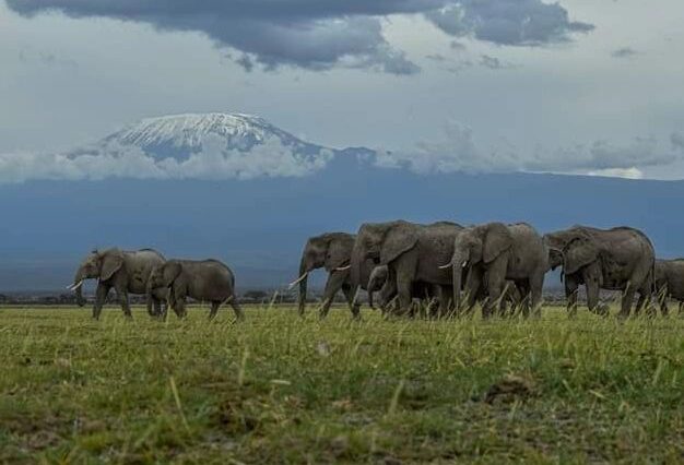 2 DAYS 1 NIGHT NAIROBI | AMBOSELI EXPRESS SAFARI.