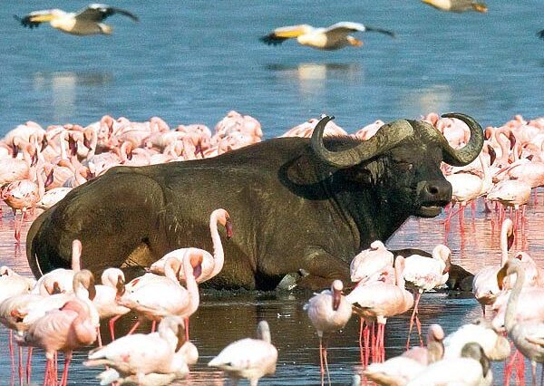 7 DAYS 6 NIGHTS NAIROBI | AMBOSELI | MASAI MARA | LAKE NAKURU LUXURY SAFARI TOUR.