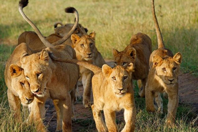 7 DAYS /6 NIGHTS SAFARI PLUS BEACH NAIROBI | AMBOSELI | TSAVO WEST | TSAVO EAST | MOMBASA BIG FIVE SAFARI.