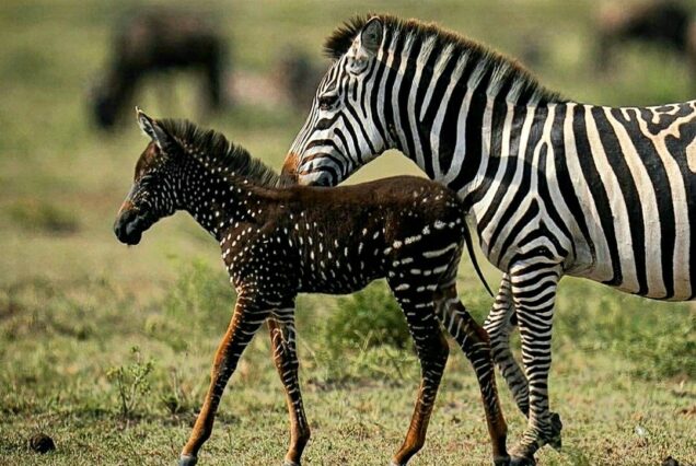 3 DAYS 2 NIGHTS NAIROBI | AMBOSELI SAFARI.