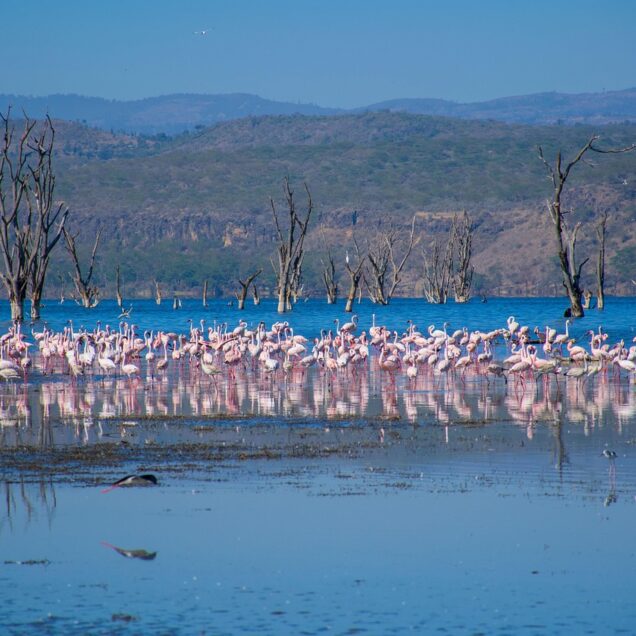 Lake Nakuru National Park — Kenya’s Iconic “Pink Lake” Sanctuary