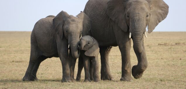 Aberdare National Park — Kenya’s Misty Mountain Wilderness