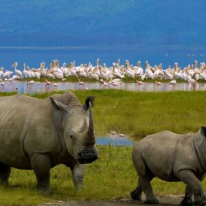 LAKE NAKURU ITINERARY (BIRD WATCHING FOCUS)