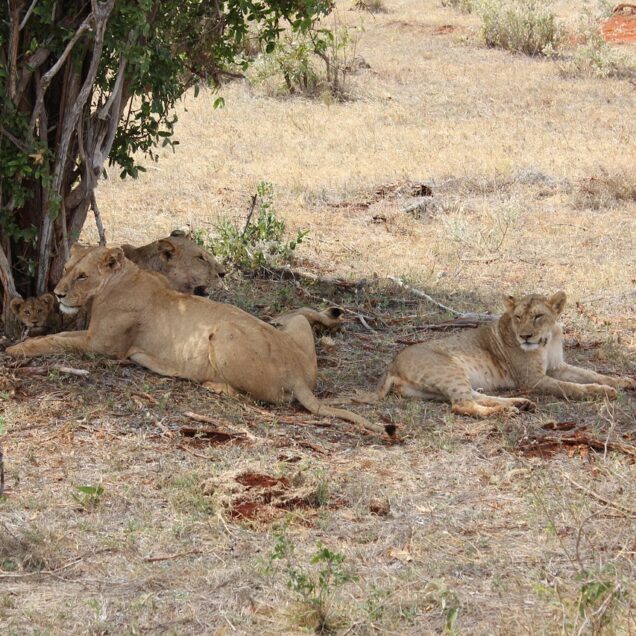 Tsavo East & Tsavo West: Kenya’s Twin Wildlife Giants
