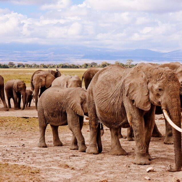 Amboseli National Park