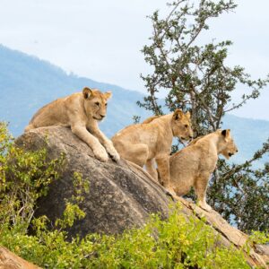Kenya Safari Beach Adventure