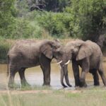 Real safari stories Big Five