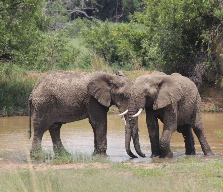 Real safari stories Big Five