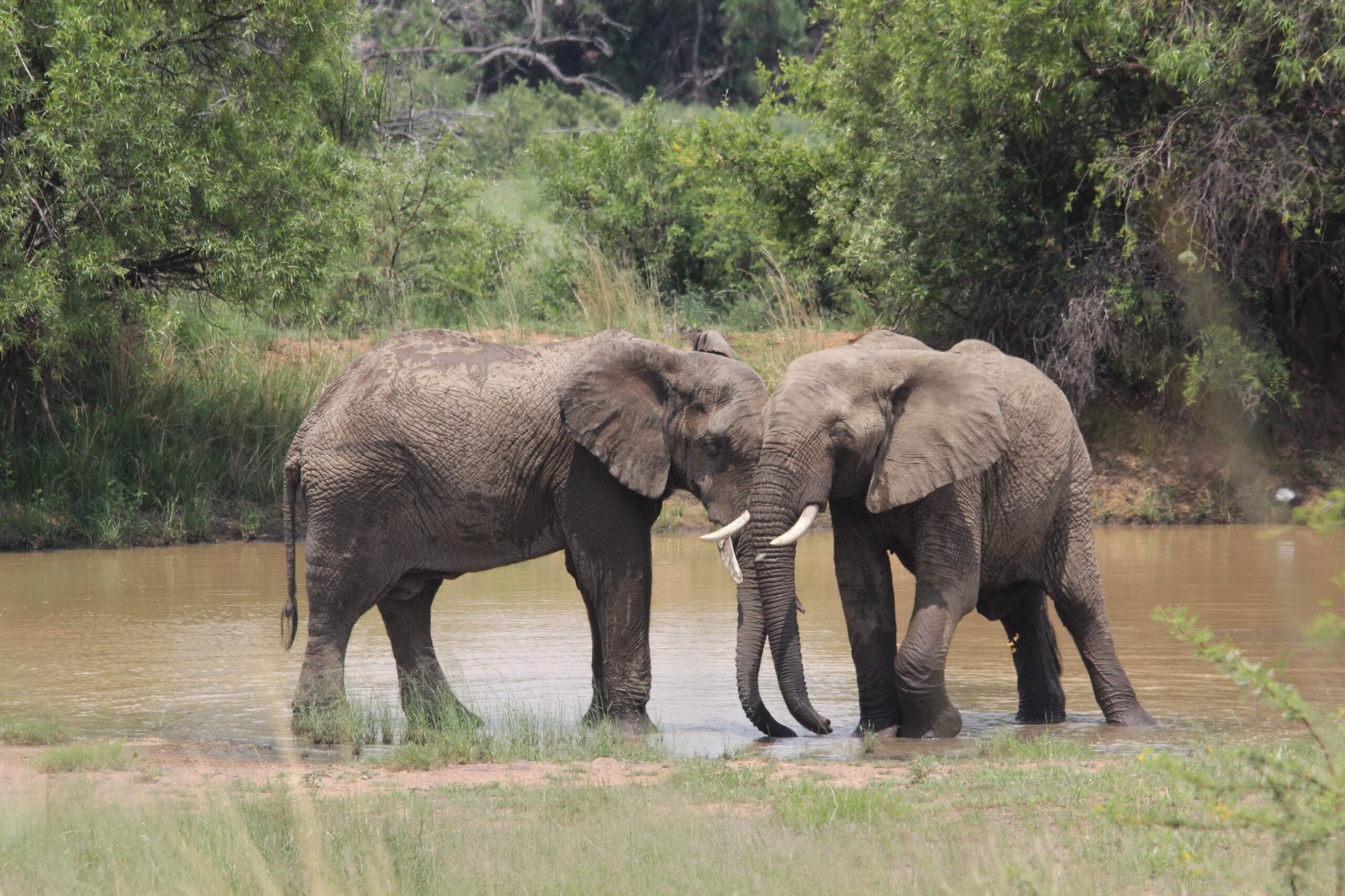 Real safari stories Big Five