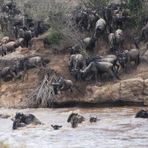 5-Day Masai Mara Migration