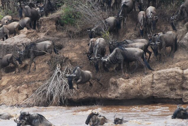 5-Day Masai Mara Migration