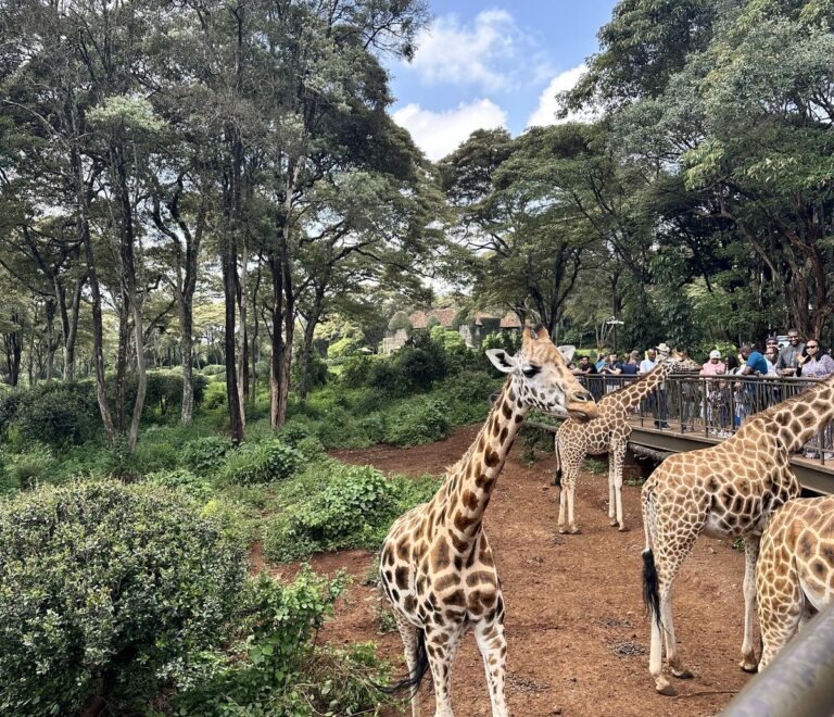 Kenya family safari parks