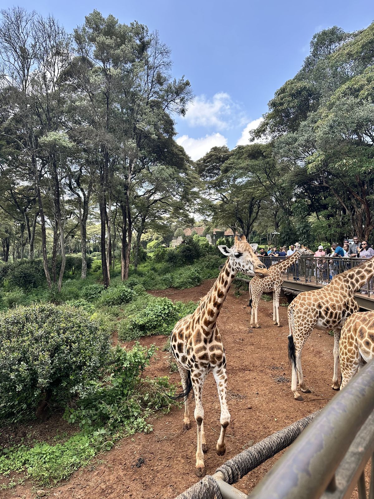 Kenya family safari parks